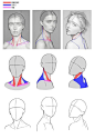 颈部/人体素材/人体参考 脖子画法参考
花瓣关注原画人，推荐更多精选素材，绘画更有灵感
