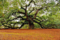 美国南卡罗来纳州的天使橡树，历经400多年，已长到20多米。这就是岁月的痕迹!