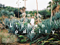 Stories Collective - The Plantae Issue / Reconstructed Nature