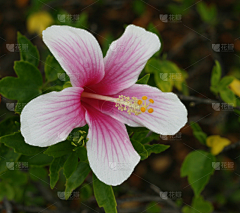 Da_Epicurea采集到花