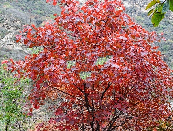 红栌