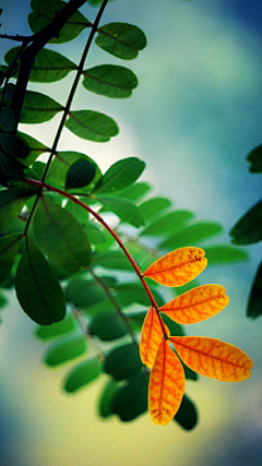 壹小格采集到节日类（春分）