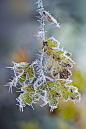 Frosty the leaves | Flickr : partage de photos !