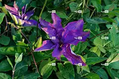 铁线莲 初夏 花园 明亮的 紫色的 花 自然 花壁纸 植物