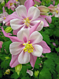 Longwood Gardens Flower #15 - Double Columbine