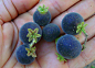 Polynesian Produce Stand : ~KETEMBILLA~ Fruit Tree Ceylon Gooseberry ...