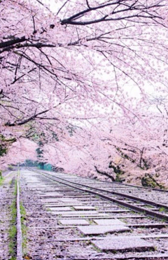 咪丸采集到樱花季，桜花祭