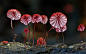 Amazing Fungi: Photography by Steve Axford : Photographer Steve Axford travels to remote locations to capture the fascinating diversity of mushrooms and other fungi.

"The world, for me, is dominated by living things and the planet we live on. My pho