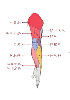 小紫胖采集到肌肉