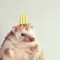 The Cutest Little Hedgehog in the World – Fubiz™
