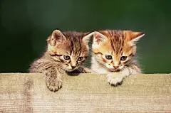 宽屏可爱猫咪写真桌面高清壁纸桌面壁纸3