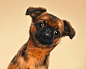 animal canine dog dogs domestic Pet puppy
