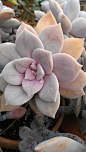 Graptopetalum Pentandrum