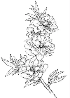 一组线描花卉～　（转） via @花卉插画 ​​​​