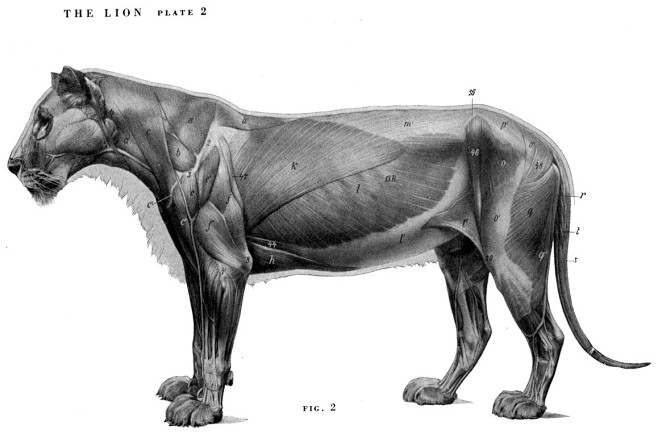 3D动物素材 狮子的肌肉 骨骼结构图