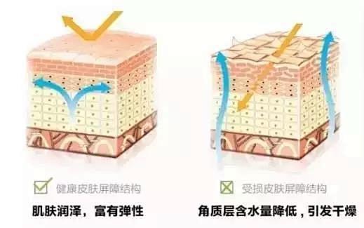 皮肤屏障结构受损与健康对比