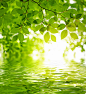 低垂在湖面上的绿叶 图片素材(编号:20140225090422)-花草树木-生物世界-图片素材 - 淘图网 taopic.com