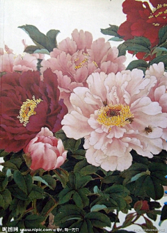 MR_吴采集到花