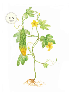 君天广乐采集到植物线稿