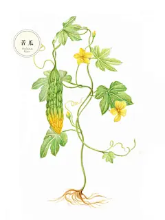 苦瓜 蔬菜 花卉 插画 手绘 彩铅画 色铅笔  本草绘 植物