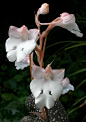 Habenera carnea Orchid  柱兰