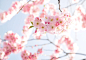 General 2839x1975 photography nature flowers cherry blossom