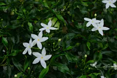 栀子,白色,清新,泰国,禅宗,春天,植物,背景,夏天,户外