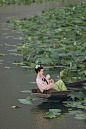 清平乐_人像_POCO摄影,汉服,花意浓