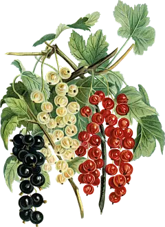 HTC_Heritage Library_Berry BoostElement 4