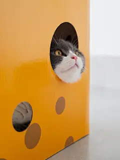 点击来源直接获取大图文件 |British shorthair cat inside a cardboard box cat litter