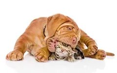 点击来源直接获取大图文件 |波尔多幼犬咬孟加拉小猫。白色背景下孤立