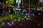 五颜六色的灯笼在绿色的灌木丛中闪闪发光。有篱笆的灌木的城市街道。