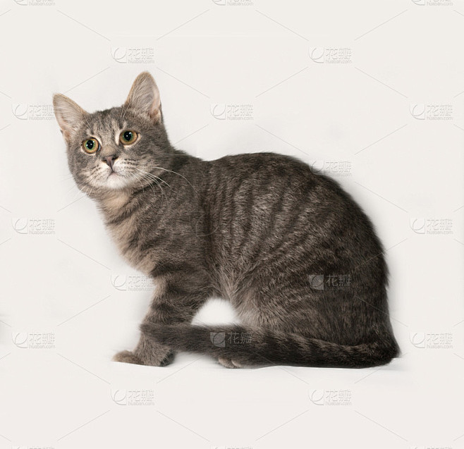 灰猫坐在灰猫身上