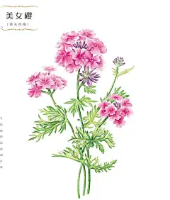 花绘 插画 手绘 小清新 色铅笔  植物  栽培@北坤人素材