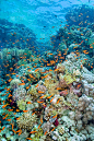 埃及红海的珊瑚礁