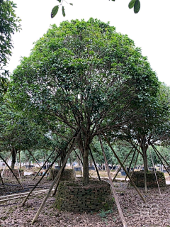 Da胆刁民采集到植物选型