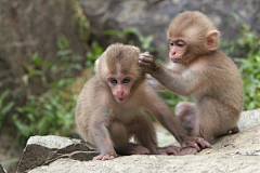 风扬_z采集到Photo.animals