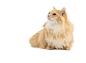猫咪png