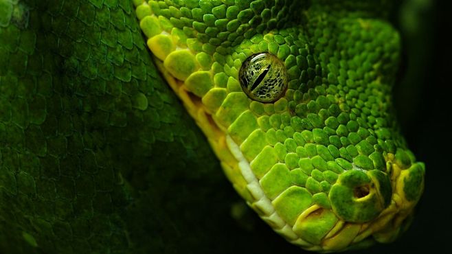 高清晰绿蟒壁纸封面大图