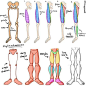【绘画参考】画师 Mitch Leeuwe 关于​​​​脚部和腿部画法参考（人体参考） : 用人体基础开启周一吧！