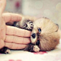 Baby red panda. awwwwwwwwwwwwwwwwwwwwwwwwwwwwwwwwwwwwwwwwwwwwwwwwwwwwwwwwwwwwwwwwwwwwwwwwwwwwwwwwwwwwwwwwwwwwwwwwwwwwwwwwwwwwww