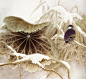 【国画】名家画笔下的《雪野寒鸟》 -