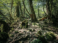 子婳婳婳婳采集到野外参考