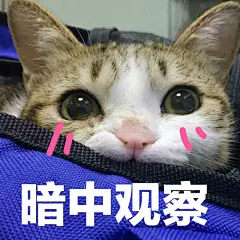 超可爱猫咪系列表情包 撒个娇萌死你_动漫新闻_动漫论坛_动漫美图_幻之羁绊动漫网