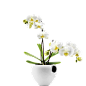 植物、盆栽、盆景png<a class="text-meta meta-mention" href="/xief/">@没有故事的七月</a>