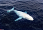 摄影师拍到罕见白化座头鲸 海中悠游通体