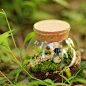 『龙猫森林预言middot苔藓瓶』苔藓小品微景观生态瓶岛屿森林