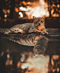 v2-7e55819de0b17c9348ad2f74c7c6ea7b_720w