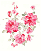 栩栩如生的彩色手绘 花卉花朵植物水粉水彩绘画临摹素材XD004-淘宝网