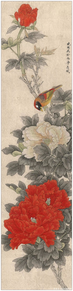 雨落の花香采集到【工笔】牡丹